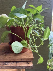 inpoth01-epipremnum-aureum-golden-pothos-neptune-IMG_0338