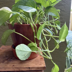 Epipremnum aureum – Golden Pothos  "OG Neptune ♆" (Medium)