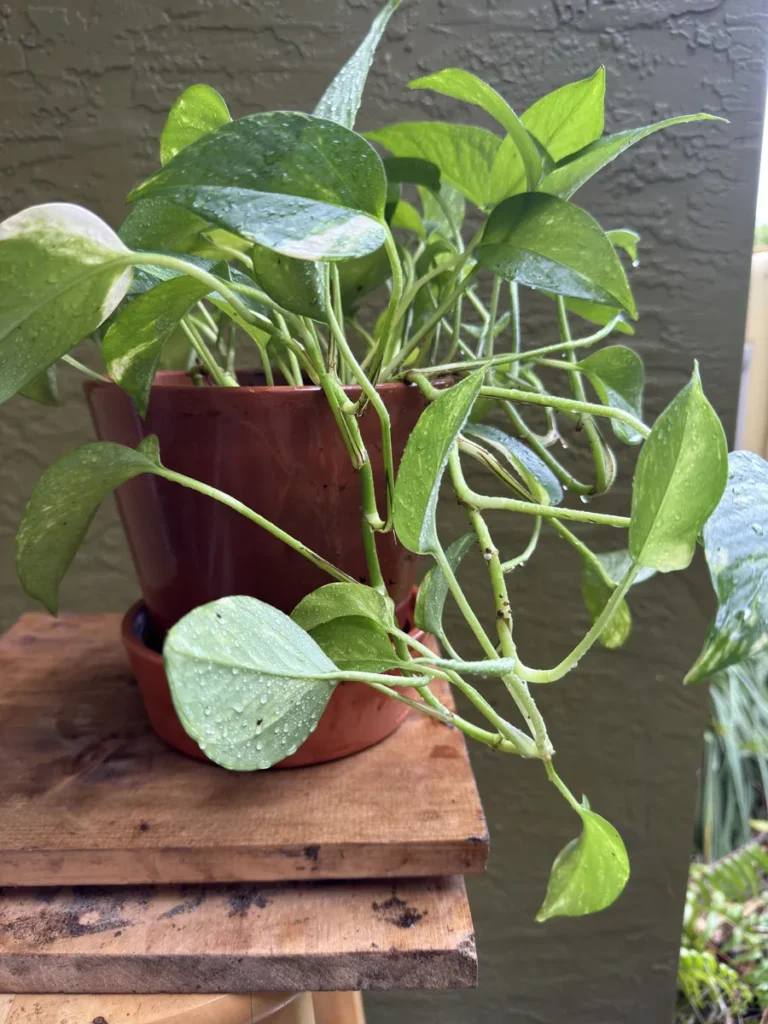 Epipremnum aureum – Golden Pothos "OG Neptune ♆" (Medium)