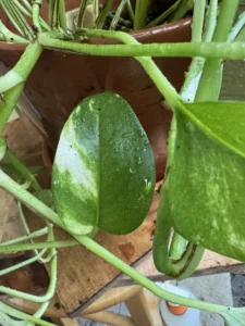 inpoth01-epipremnum-aureum-golden-pothos-neptune-IMG_0344