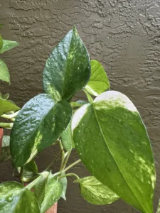 inpoth01-epipremnum-aureum-golden-pothos-neptune-IMG_0352