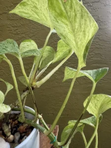 inpoth03-epipremnum-aureum-marble-queen-pothos-makapuu-IMG_2477