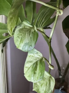 inpoth05-pothos-manjula-vertebrae-xl-IMG_1140