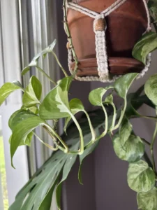 inpoth05-pothos-manjula-vertebrae-xl-IMG_1141