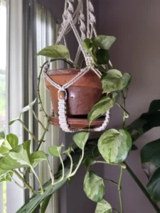 inpoth05-pothos-manjula-vertebrae-xl-IMG_1143