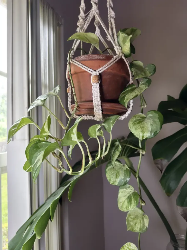 Epipremnum aureum – Pothos Manjula "OG Vertebrae" (XL)
