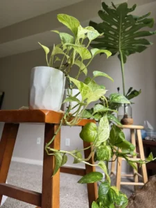 inpth03-marble-queen-pothos-golden-pothos-IMG_4094