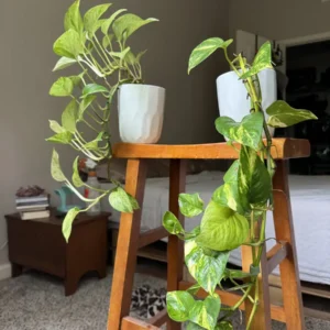 Epipremnum aureum Marble Queen & Golden Pothos “Castor and Pollux” (Medium)