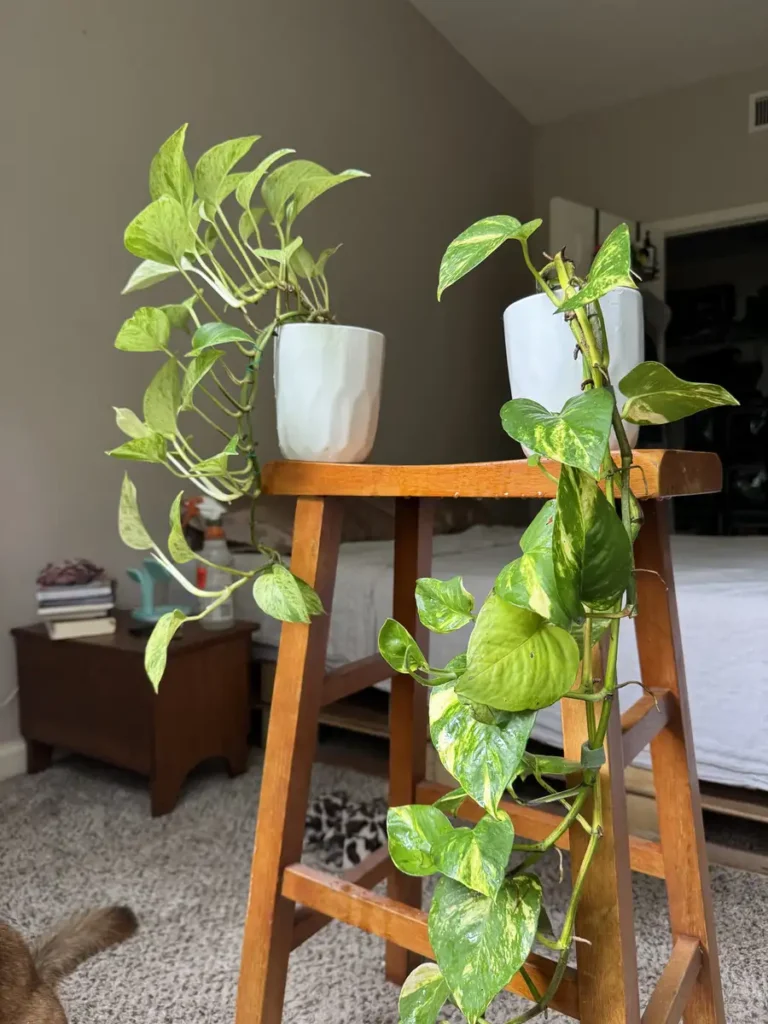 Epipremnum aureum Marble Queen & Golden Pothos “Castor and Pollux” (Medium)