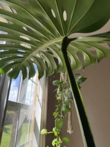 intmon00-monstera-deliciosa-IMG_2995