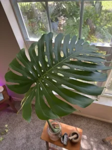 intmon00-monstera-deliciosa-IMG_2997