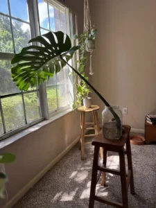 Water Propagation: Rooting Cuttings in Water