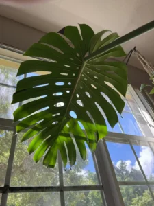 intmon00-monstera-deliciosa-IMG_3006