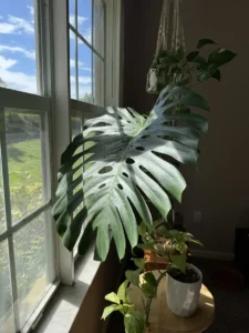 intmon00-monstera-deliciosa-IMG_3262