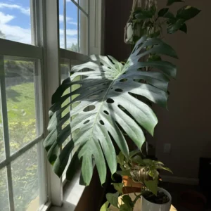 Monstera deliciosa – Swiss Cheese Plant “Carmen Sandiego” (XL)