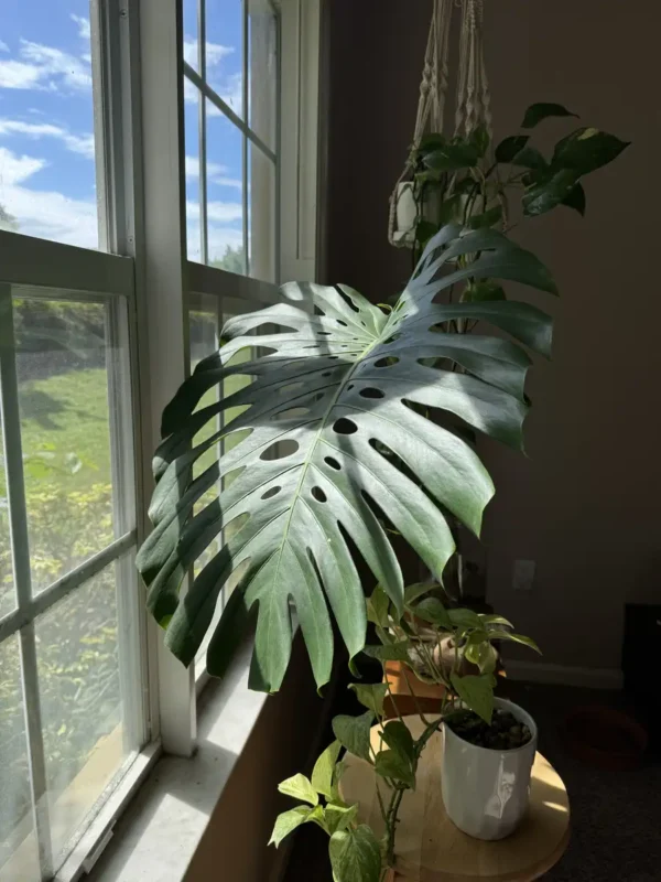 intmon00-monstera-deliciosa-IMG_3262