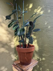 intrbr00-ficus-elastica-rubber-plant-IMG_3119