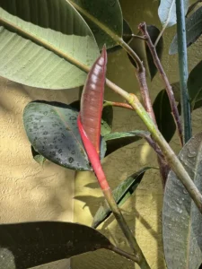 intrbr00-ficus-elastica-rubber-plant-IMG_3127