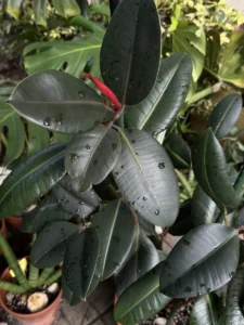 intrbr00-ficus-elastica-rubber-plant-IMG_3211