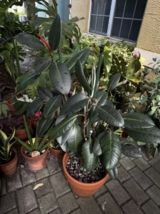 intrbr00-ficus-elastica-rubber-plant-IMG_3214