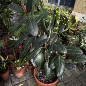 Ficus elastica – Rubber Plant “OG CopyCat” (Large)