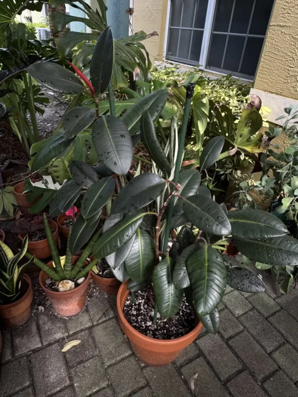 Ficus elastica – Rubber Plant “OG CopyCat” (Large)