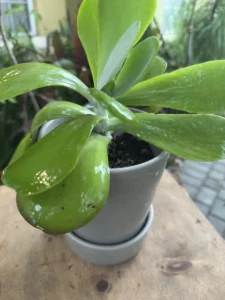 kalanchoe-thyrsiflora-succulent-flapjack-IMG_1073