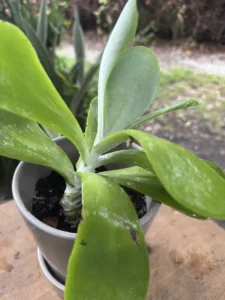 kalanchoe-thyrsiflora-succulent-flapjack-IMG_1076