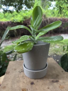 kalanchoe-thyrsiflora-succulent-flapjack-IMG_1083