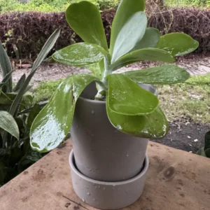Kalanchoe thyrsiflora – Flapjack "Puka" (Small)