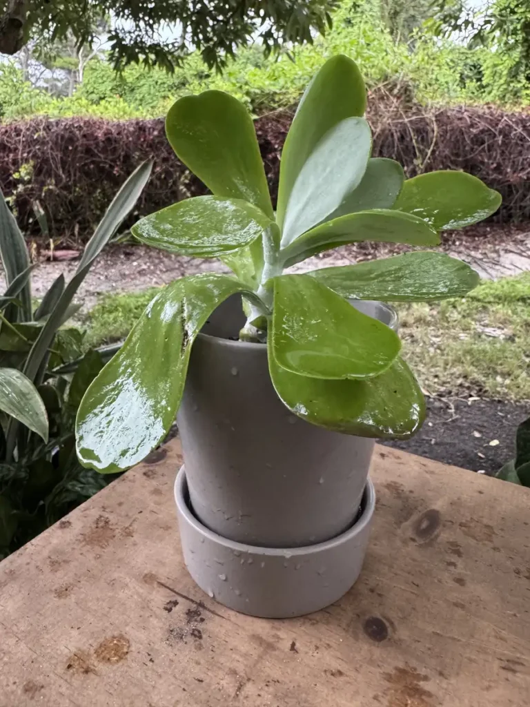 Kalanchoe thyrsiflora – Flapjack "Puka" (Small)