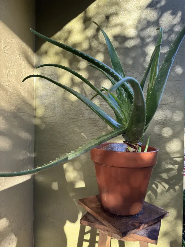 Aloe vera – “OG Cleo” (Large)