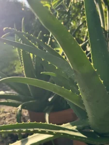 lfalv00-aloe-vera-og-cleo-IMG_1861