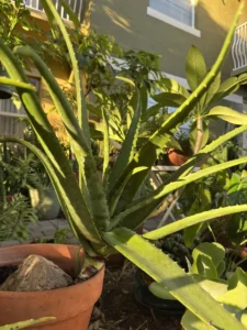 lfalv00-aloe-vera-og-cleo-IMG_1868