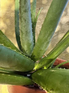 lfalv01-aloe-vera-IMG_1837