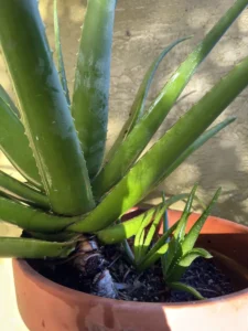 lfalv01-aloe-vera-IMG_1848