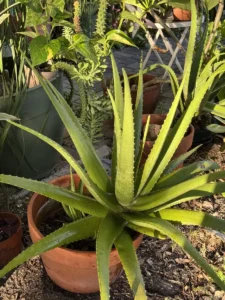 lfalv01-aloe-vera-IMG_1856