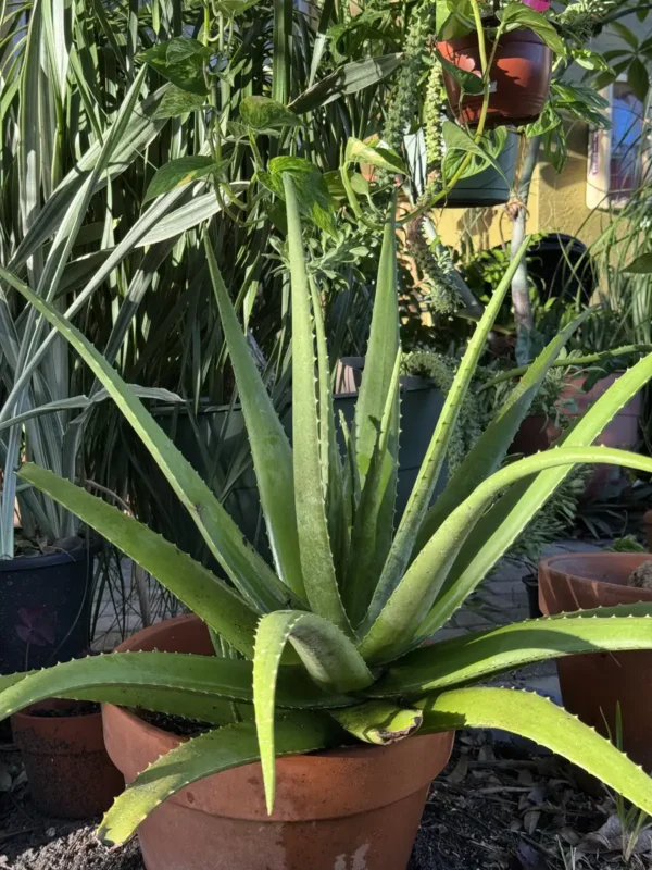 lfalv01-aloe-vera-IMG_1858