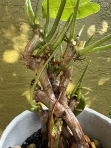 lfbmx01-philodendron-burle-marx-IMG_1682