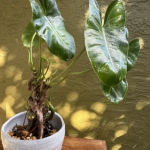 Philodendron Burle Marx – “Spiki” (Medium)