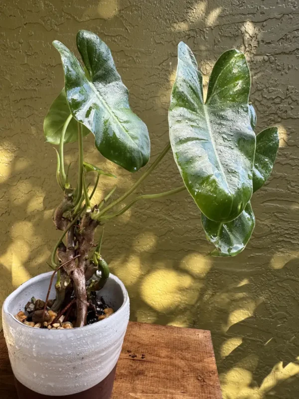 Philodendron Burle Marx – “Spiki” (Medium)
