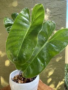 lfbmx01-philodendron-burle-marx-IMG_1685