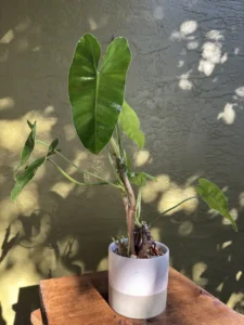 lfbmx02-philodendron-imbe-burle-marx-IMG_1705
