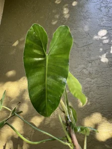 lfbmx02-philodendron-imbe-burle-marx-IMG_1708