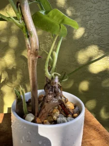 lfbmx02-philodendron-imbe-burle-marx-IMG_1709