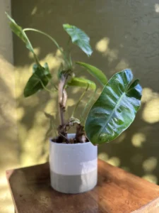 lfbmx02-philodendron-imbe-burle-marx-IMG_1715