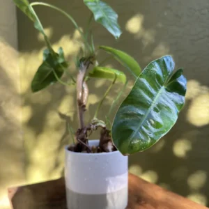 Philodendron imbe Burle Marx – “Fiery” (Medium)