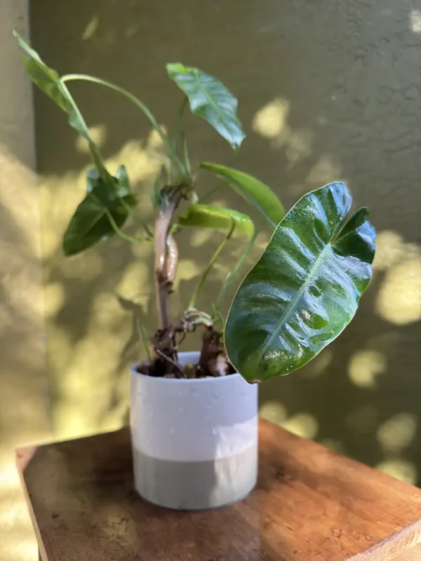 Philodendron imbe Burle Marx – “Fiery” (Medium)