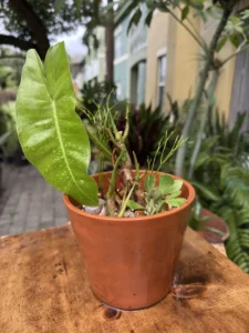 lfbmx03-philodendron-imbe-burle-marx-deco-IMG_2737