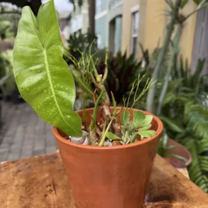 Philodendron burle-marxii – Burle Marx “Deco” (Small)